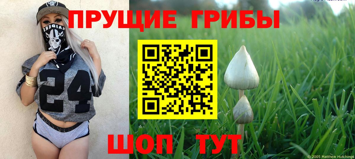 Псилоцибиновые грибы Psilocybine cubensis Буйнакск